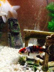 1450057_10153597586230192_563364604_n