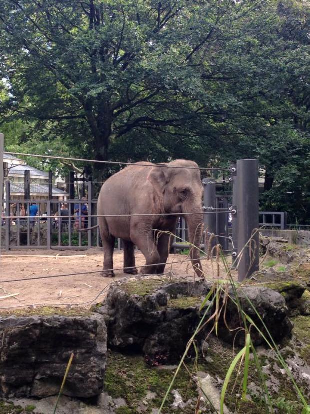 My second favourite animal